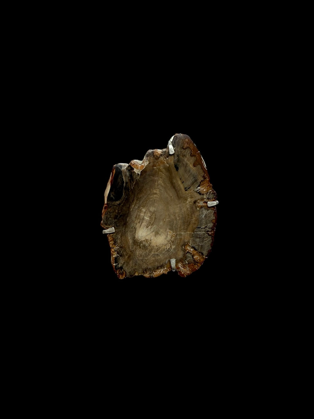 Petrified Wood Brooch, Supported by a Silver Frame